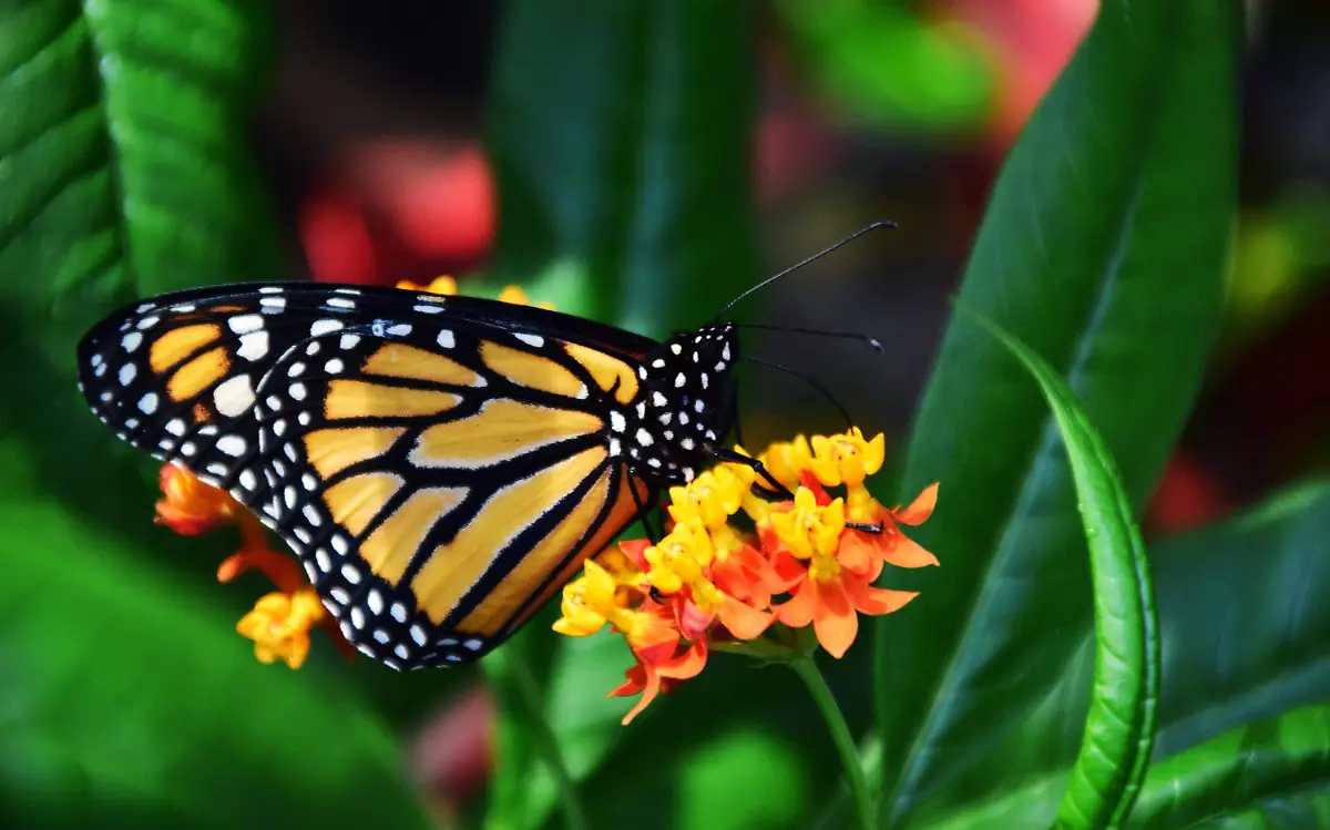 Tamaulipas tendrá un área natural protegida